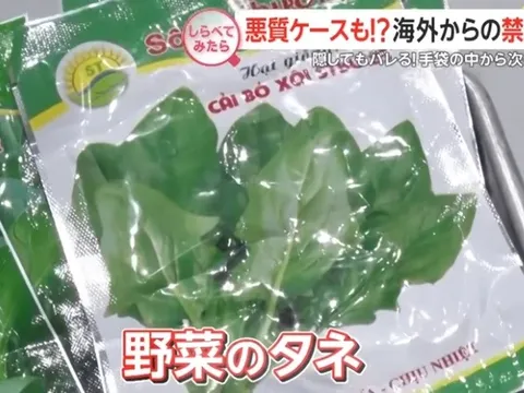 Khách Việt giấu nhiều hạt giống rau trong găng tay khi nhập cảnh vào Nhật