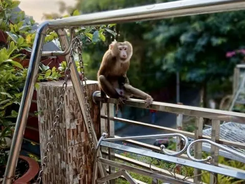 Bắt giữ con khỉ hung dữ liên tục tấn công người dân ở Vũng Tàu