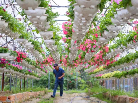 Xuân về trên các vựa hoa Tết Đà Nẵng: Dự kiến giá hoa không tăng