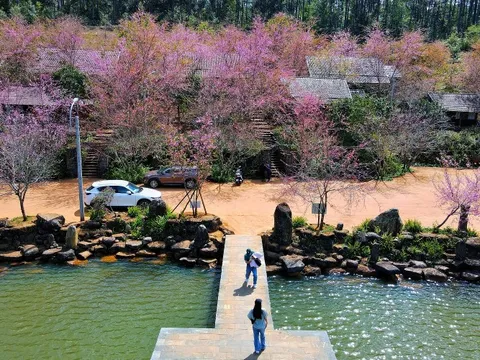 Mai anh đào nhuộm hồng Măng Đen trước thềm Tết Nguyên đán