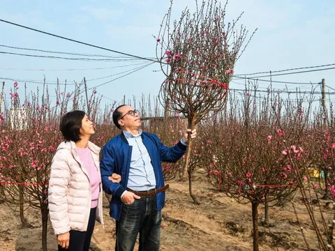 Cận Tết ở Hà Nội: người dân tới Nhật Tân chọn đào, có loại giá hàng trăm triệu
