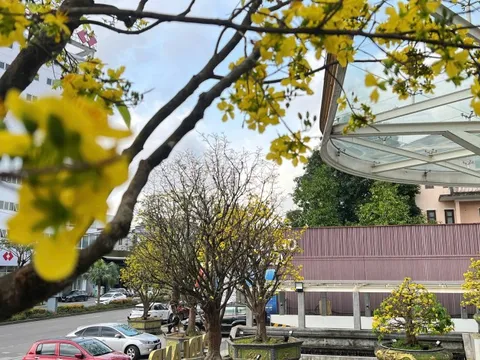 Rực rỡ phố mai vàng ở giao lộ sầm uất nhất nhì xứ Huế