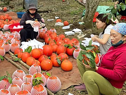 Nhiều loại 'sản vật tiến vua' được biến thành quà Tết sang trọng, hút khách
