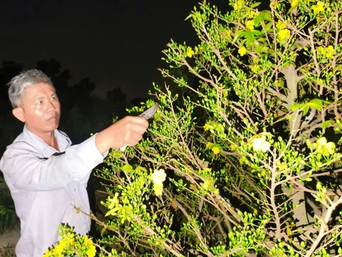 Nông dân làng mai Bình Lợi thấp thỏm chờ khách