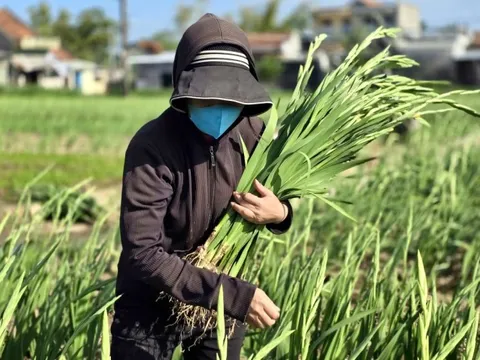 Sau lũ lịch sử, làng hoa Ngọc Lãng Tuy Hòa kịp bung nở đón xuân
