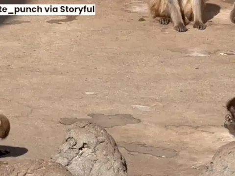 Bị mẹ ruột bỏ rơi và cả đàn bắt nạt, khỉ con phải ôm lấy thú bông cho đỡ sợ