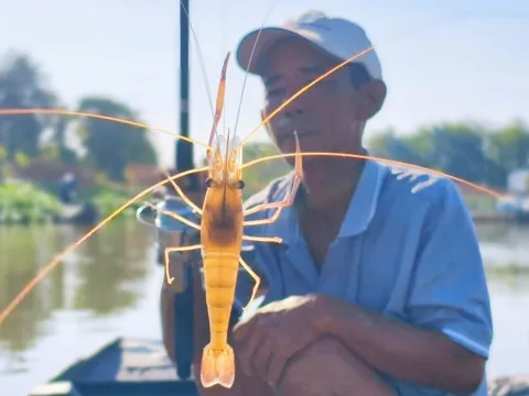Nhộn nhịp cần thủ khai xuân trên sông Hậu, tỉnh An Giang