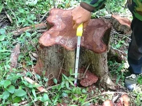 Giám đốc Công ty Lâm nghiệp Ea Kar bị bắt vì nhận hối lộ