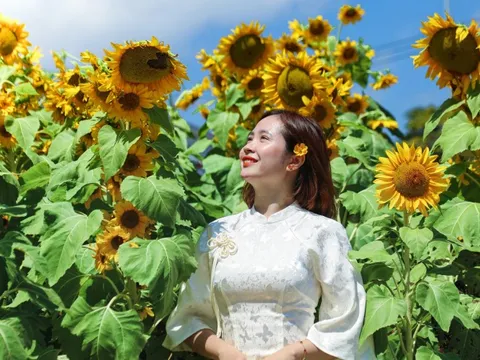 Vườn hướng dương dưới chân núi Ngũ Hành Sơn nở rộ, hút khách tham quan