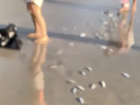 Clip: Hàng ngàn con cá bất ngờ dạt vào bờ biển Khánh Hòa