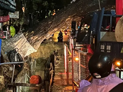 Cây cổ thụ bật gốc giữa đêm ở Đà Nẵng, nghi do đào đường