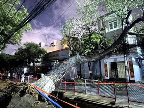 Cây cổ thụ đổ vào nhà dân giữa mưa lớn, nhiều hộ ở trung tâm Đà Nẵng mất điện