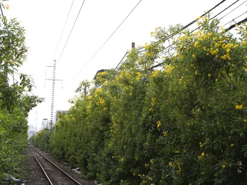 Hoa huỳnh liên nở rực trên nhiều tuyến đường tại TP.HCM