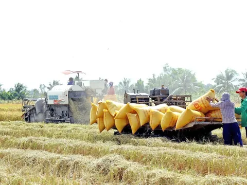 Thủ tướng yêu cầu tăng thu mua lúa, không để nông dân bị ép giá