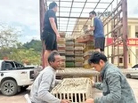 Tâm lũ Mỹ Lý ngày trở lại: Đàn gà giống gây dựng cuộc sống no ấm