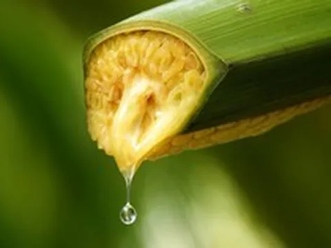 Vợ chồng Thạc sĩ bỏ phố về quê lập nghiệp "mát-xa hoa dừa": Thu 30 tỷ/năm, xuất khẩu loạt nước lớn