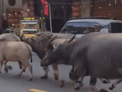 Bất ngờ cảnh đàn trâu chạy giữa đường phố trung tâm Đà Nẵng