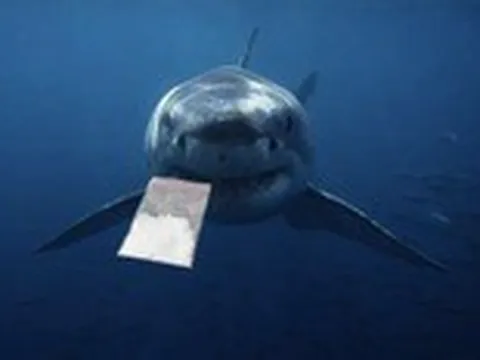 Cá mập nhiễm cocaine: Đại dương đang có chuyện gì?