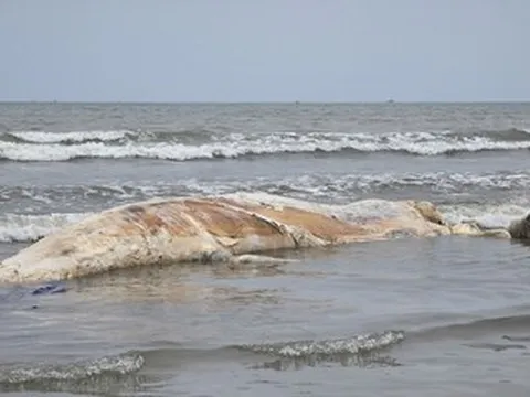 Xác cá voi 5 tấn dạt vào bờ biển Nghệ An