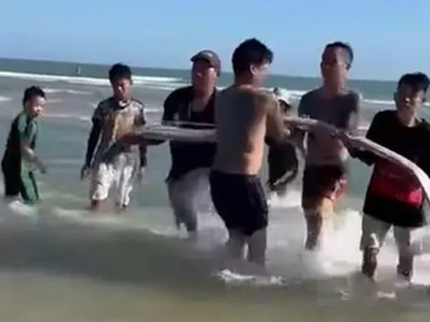 Cá hố rồng dài hơn 4m dạt vào bờ biển, người dân chôn cất theo phong tục