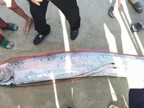 Cá Mái chèo dài gần 4 m dạt vào bờ biển ở Lâm Đồng, người hiếu kỳ vây quanh