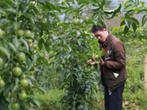 Thanh long, chanh leo Việt Nam đối mặt nguy cơ bị EU siết kiểm soát