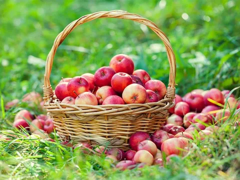 Lý do người nội chợ thông minh lựa chọn táo Aomori cho gia đình