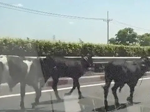 Đã rõ lý do vì sao 4 con bò đi vào cao tốc TP HCM - Long Thành - Dầu Giây