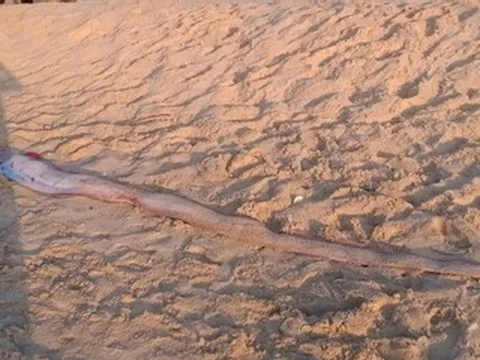 Loài cá hiếm gặp dài 4m dạt vào bờ, du khách nước ngoài thi nhau chụp ảnh