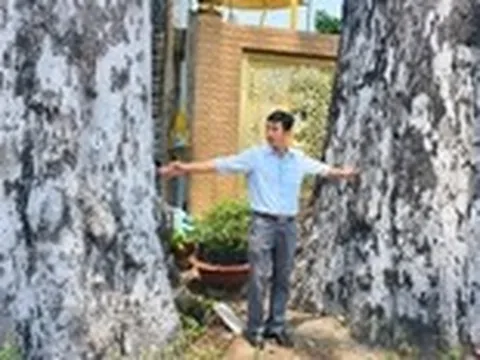 Hai cây dầu rái trăm tuổi nổi bật bên đường ở xã Đông Thạnh, TP.HCM