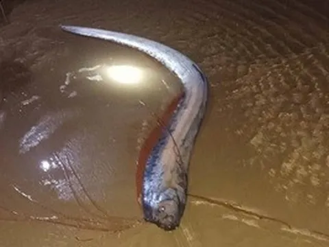 Hiện tượng hiếm: 4 con cá mái chèo dạt vào bờ biển tỉnh Lâm Đồng trong vài ngày