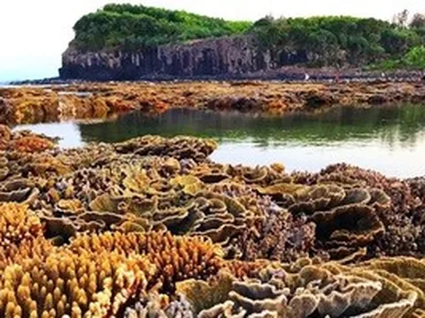 Quảng Ngãi muốn "đánh thức" du lịch lặn biển, ngắm san hô ở 2 hòn đảo nhỏ ven bờ
