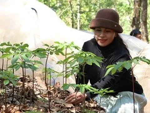 Mùa sâm Ngọc Linh "thức giấc"