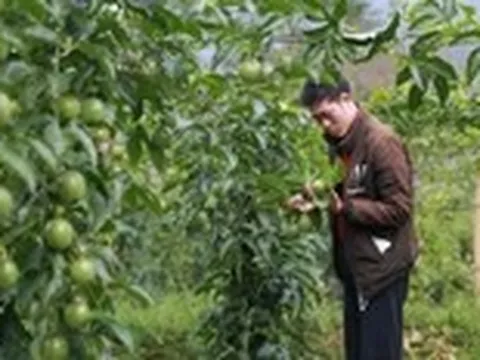 Thanh long, chanh leo, sầu riêng xuất khẩu sang EU đang bị kiểm soát thế nào?