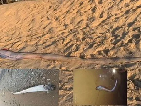 Cá mái chèo liên tục chết dạt vào bờ: Liên quan vùng nước trồi