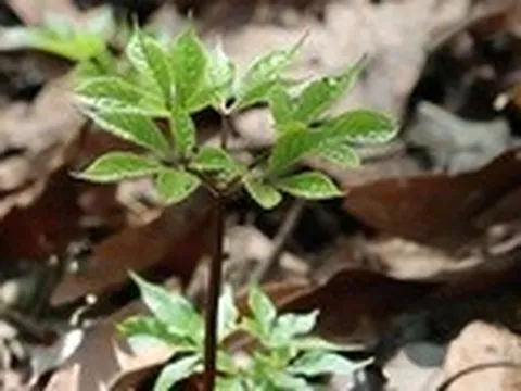 Quốc bảo sâm Ngọc Linh 'thức giấc' sau mùa ngủ đông