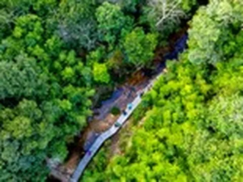 Việt Nam nhận khoảng 1.900 tỉ đồng để chi trả cho nỗ lực giảm phát thải từ rừng