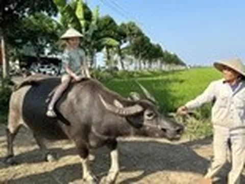 Du khách hào hứng trải nghiệm cưỡi trâu, chụp ảnh giữa đồng lúa ở Hội An