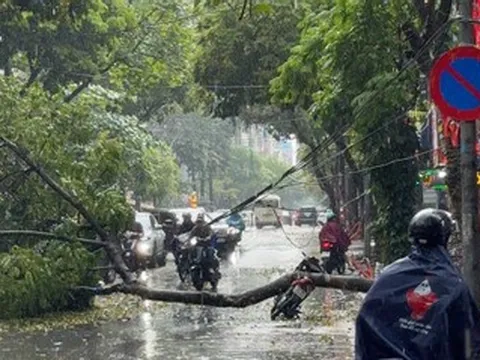 Cây xanh bật gốc đè trúng người đàn ông đi xe máy ở Hà Nội
