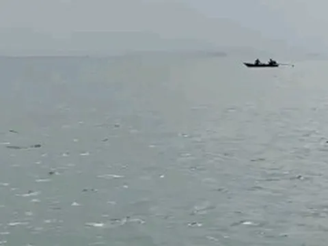 Đàn cá heo trắng xuất hiện ở đảo Cái Chiên, có con ánh hồng rất đẹp mắt