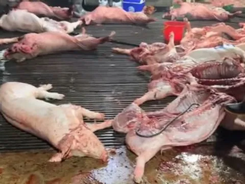 Khởi tố 8 bị can trong đường dây tiêu thụ lợn bệnh quy mô lớn tại Hà Nội