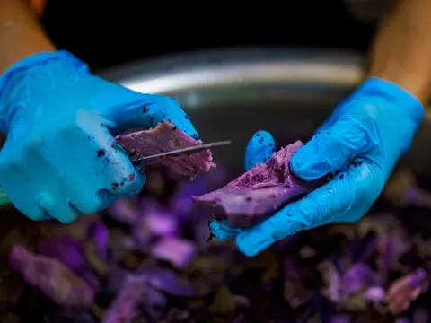 Philippines lao đao vì thứ nguyên liệu 'nhuộm tím' toàn cầu