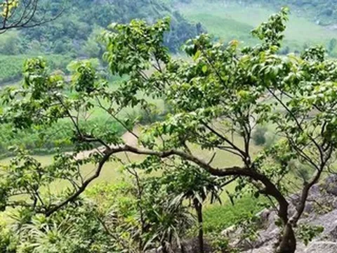 ‘Cơn sốt’ cây muội hồng khiến khai thác trái phép gia tăng