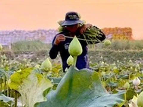 Trồng sen trắng thu hoạch bông kiếm tiền triệu mỗi ngày