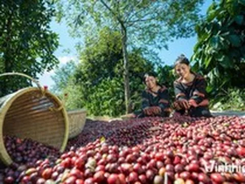 "Đại gia" Gia Lai muốn vượt bầu Đức, trồng 24.000ha cà phê lớn nhất thế giới là ai?