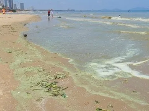 Hình ảnh biển Bãi Sau Vũng Tàu chuyển màu "xanh như matcha", du khách lo ngại