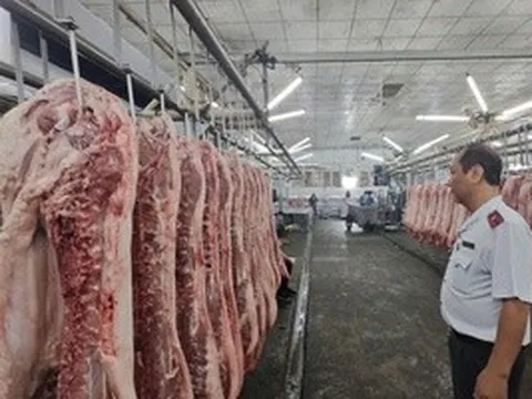 Chặn heo bệnh tuồn ra thị trường