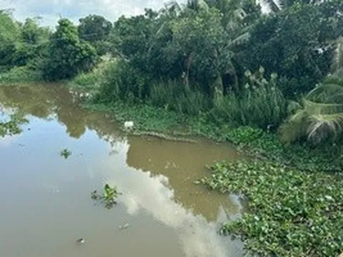 Tây Ninh ra thông báo khẩn việc cá sấu xuất hiện ở ấp Cá Tôm