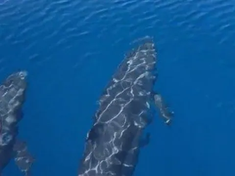 Đàn cá voi cả trăm con tung mình giữa biển Phú Quý