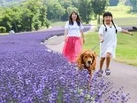 Khám phá mùa hoa rực rỡ tại vùng Kanto, Nhật Bản